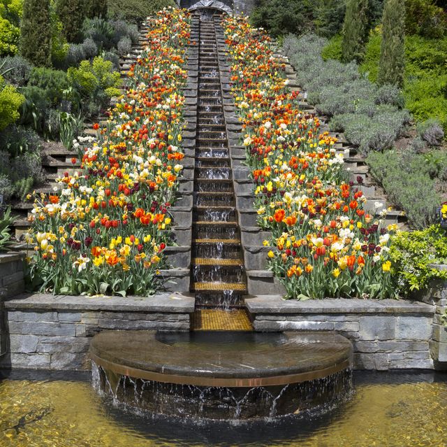 germany, baden wuerttemberg, mainau, blooming tulips at water stairs