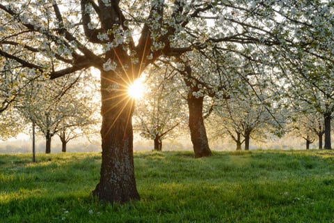 25 Cherry Blossoms Facts Things You Didn T Know About Cherry Blossom Trees