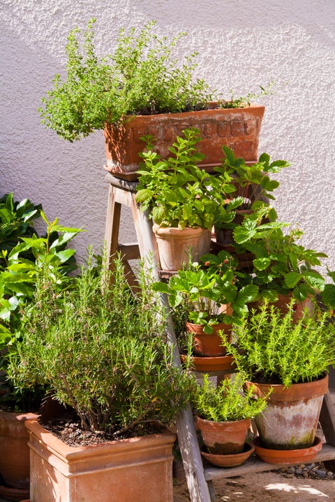 Potted herbs in garden Potted herbs in garden