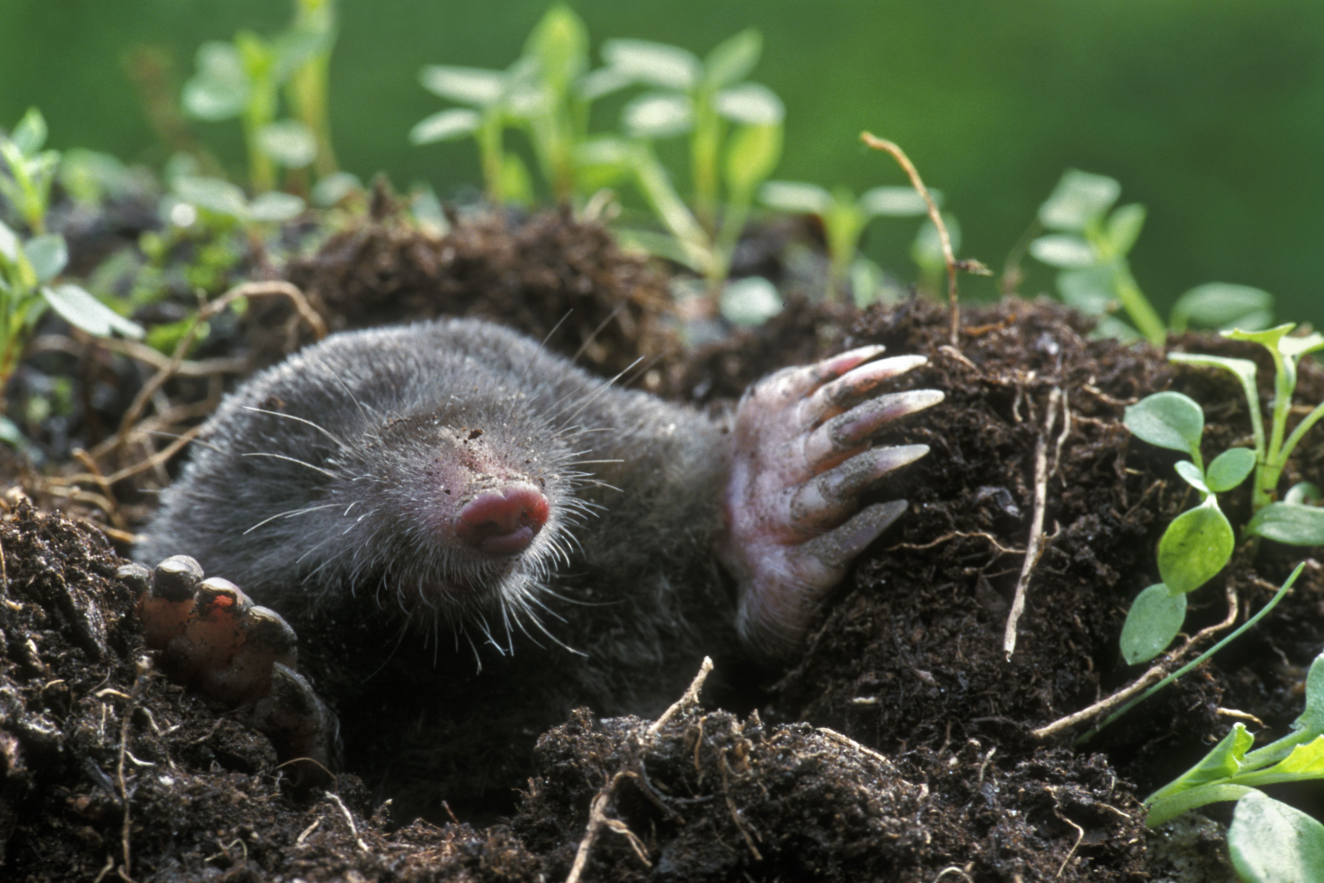 ground mole removal