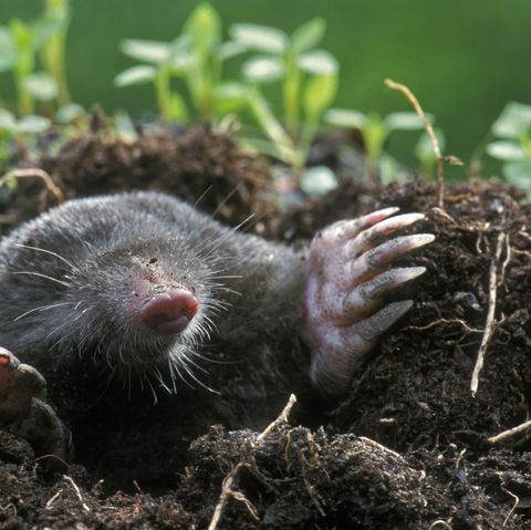 How To Get Rid Of Moles In Yard Eradicating Moles From Garden