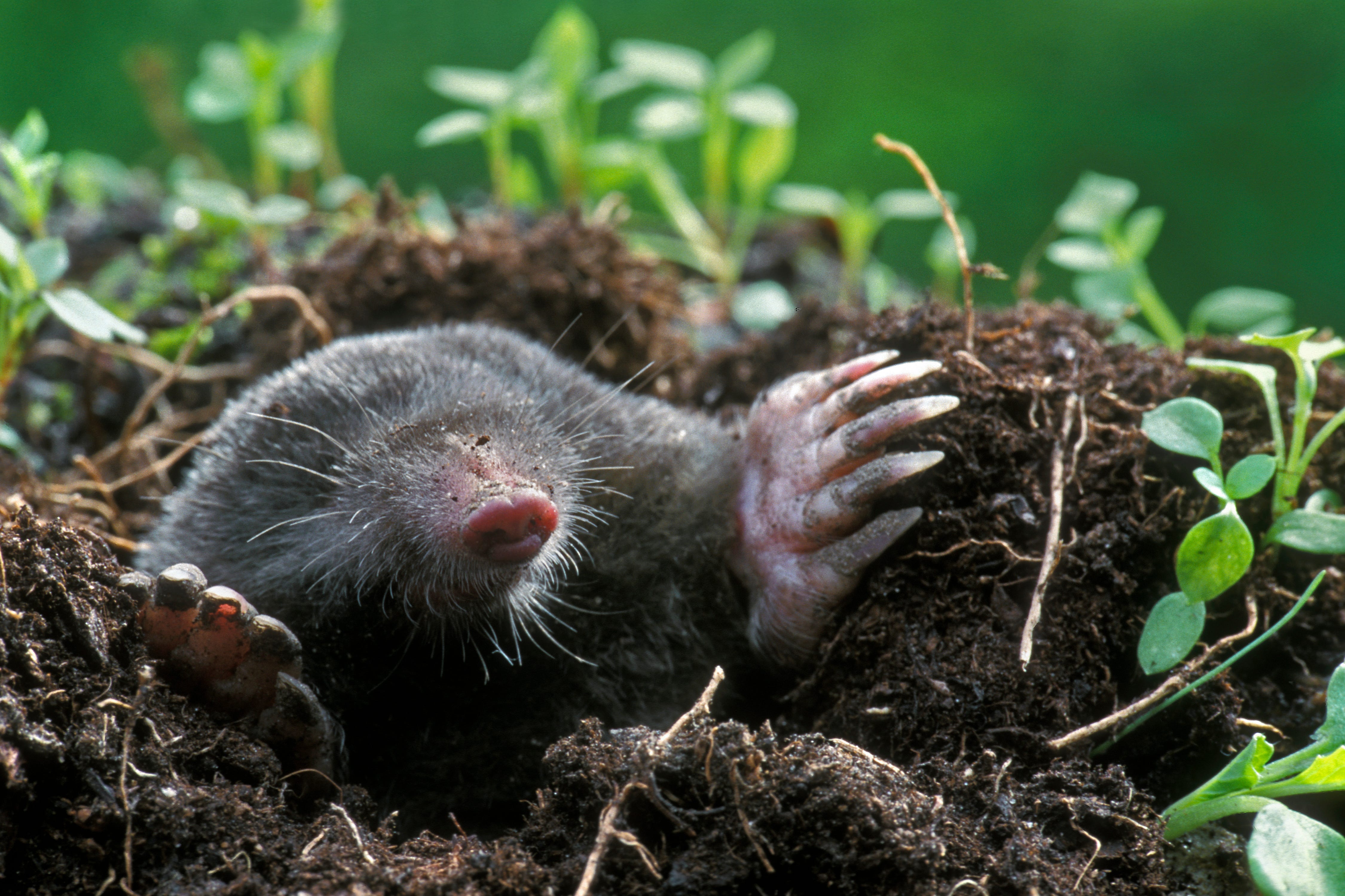 How To Get Rid Of Moles Voles In Garden Fasci Garden