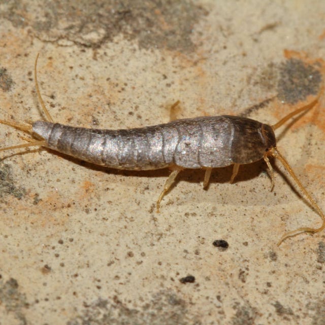 get-rid-silverfish How To Get Rid of Silverfish