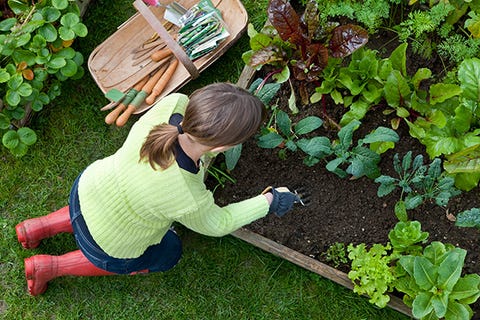 Pick your own fruits and veggies.