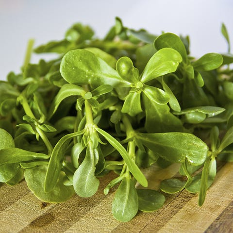 purslane purslane