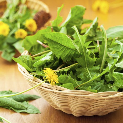 dandelion dandelion