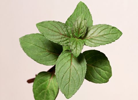 Mint can relieve IBS pain
