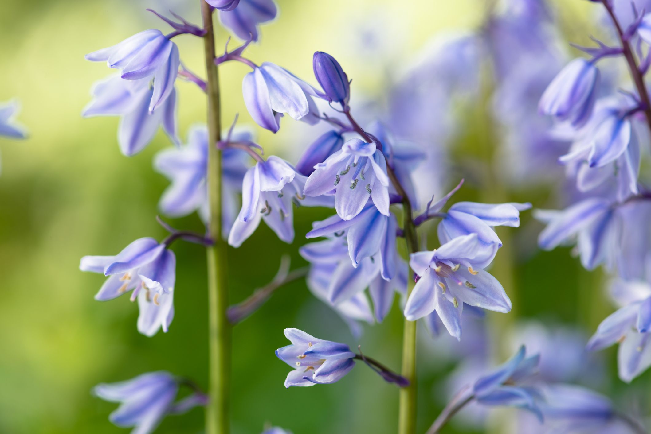 Symbolize bluebells what do What does