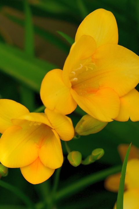 75 Flowers With Surprising Meanings - Meanings of Flowers