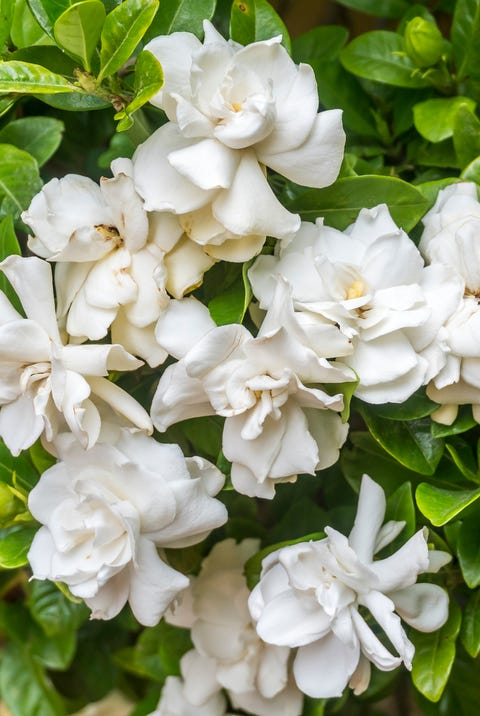 85 plantas y flores con significados muy especiales 85 plantas y flores con significados muy especiales