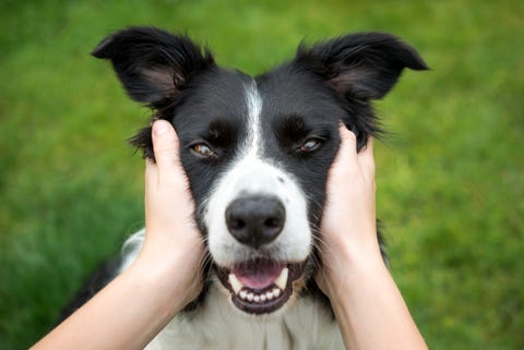 La Gente Ama Davvero Gli Animali Piu Delle Persone Secondo Uno Studio