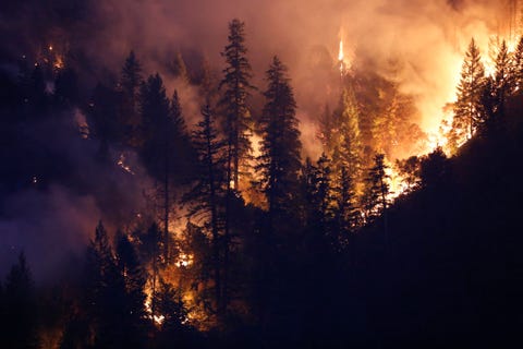 carr fire trees