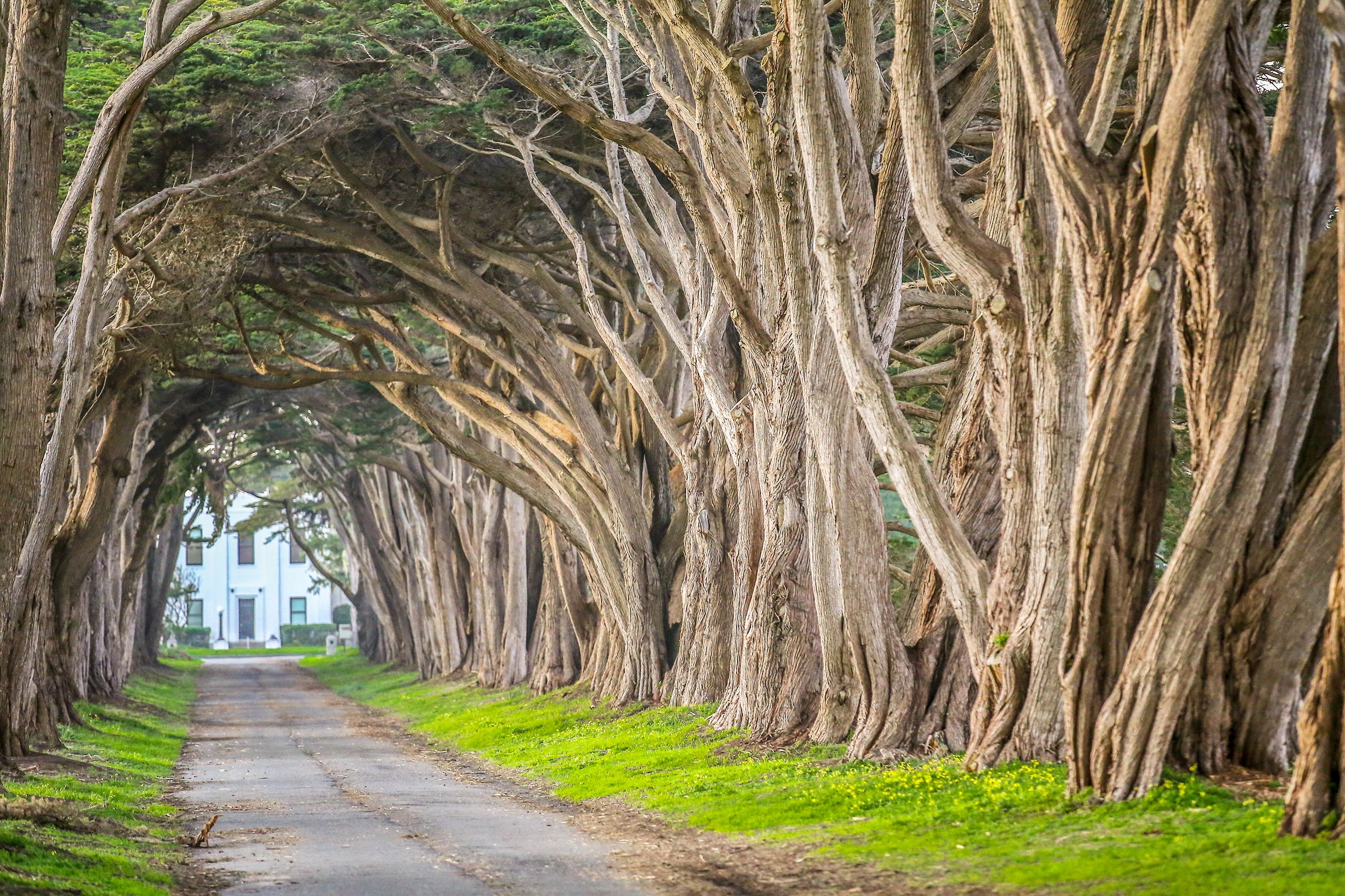 long driveway landscaping ideas