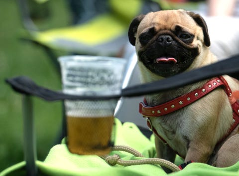 dogs pug