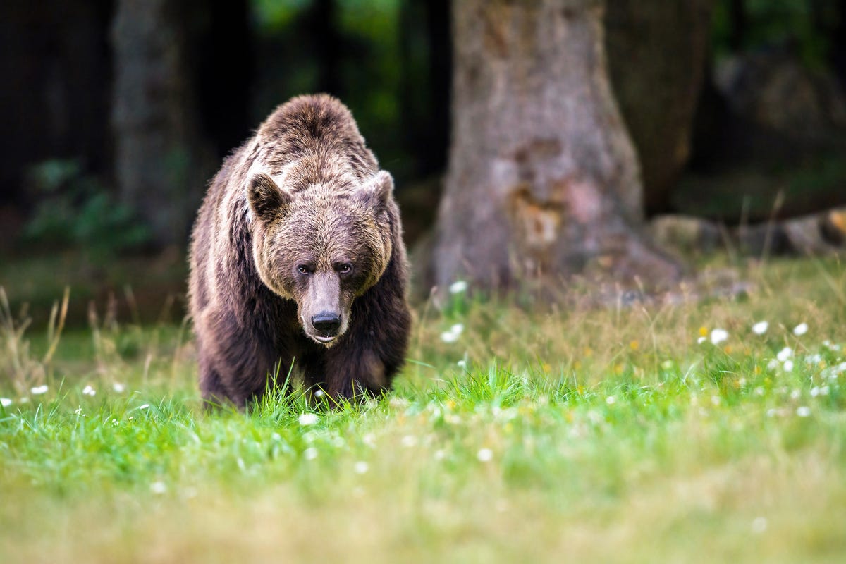 Il video da urlo dell orsa grizzly che attacca un auto di passaggio