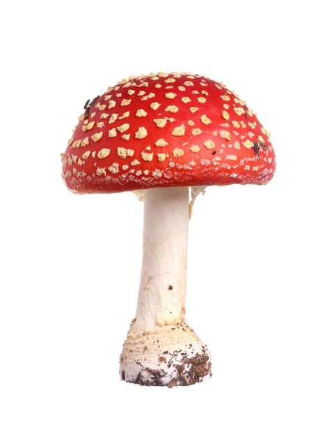 mushroom different penis types
