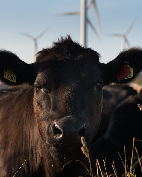 cow cow