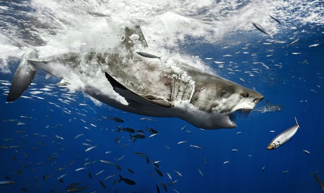 great white shark in isla guadalupe, mexico