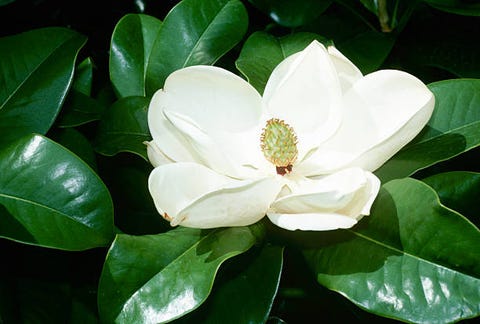 flor de magnolio