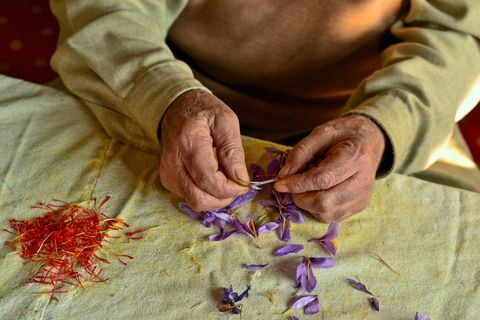 pampore, jk, india 20181028 a kashmiri farmer separates stigma from the saffron crocus, during the saffron harvest in pampore, about 22kms from srinagar, indian administered kashmir saffron is known to be the worlds most expensive spice saffron is grown commercially primarily in india, spain and iran but the indian administered kashmir is considered one of the three prominent cultivating places of saffron all over the world kashmiri saffron is valued all over the world for its fine quality and a large part of the saffron produced in kashmir is exported to various countries photo by saqib majeedsopa imageslightrocket via getty images