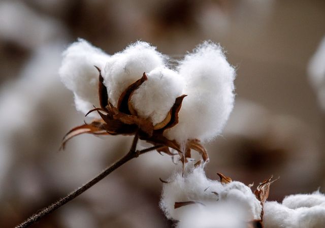 plantación algodón