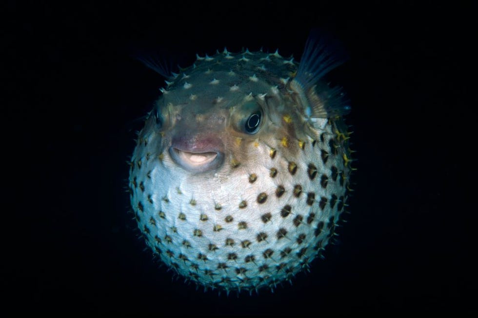 Climate Change Turning Pufferfish into Mutant Hybrids