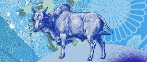 Bovine, Bull, Ox, Cow-goat family, Illustration, Art, Wildlife, Livestock, Drawing, Horn, 