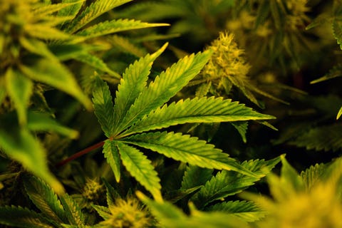 marijuana plant