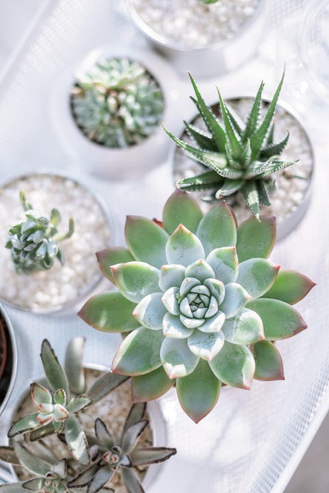 Close-Up Of Potted Plants