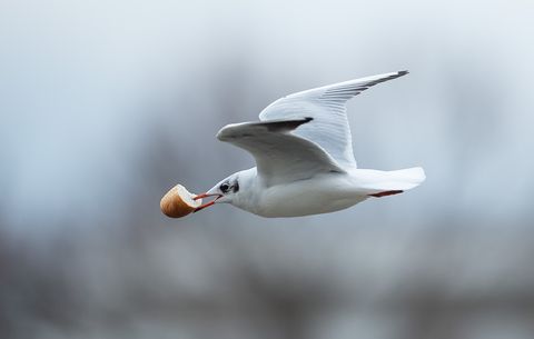 Seagull with bread
