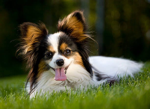 are papillon with miniature poodle