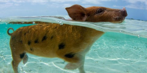 famous swimming pigs in the bahamas found dead after tourists give