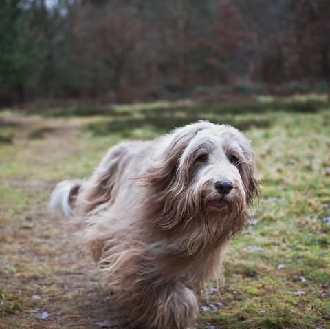 Bearded Collie