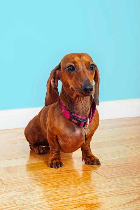 20 Funny Dog Names - Cute and Funny Names for Girl and Boy Dogs 20 Funny Dog Names - Cute and Funny Names for Girl and Boy Dogs
