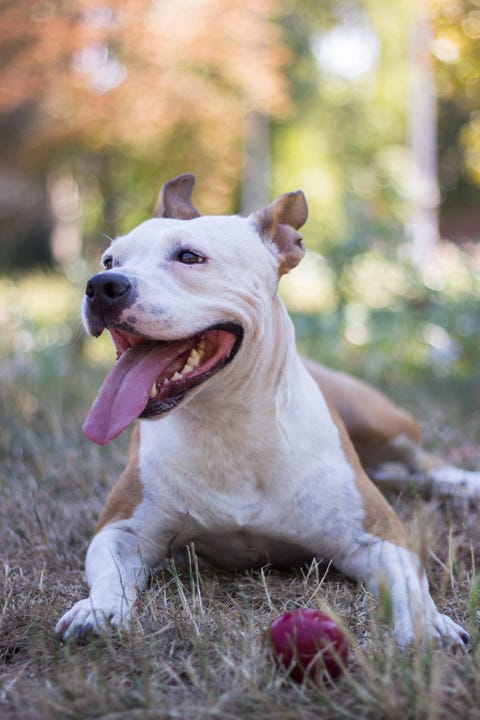 20 Funny Dog Names - Cute and Funny Names for Girl and Boy Dogs