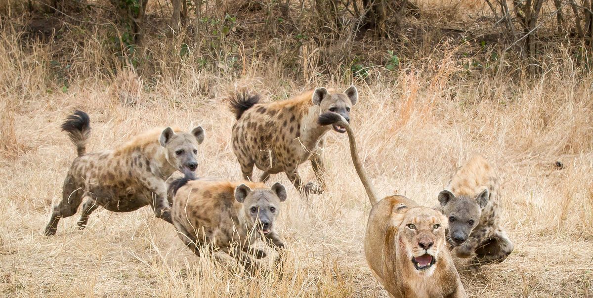 Il video impressionante della iena che lotta contro un leone