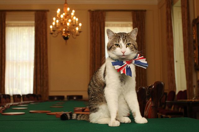 london april 28 larry, the downing street cat, gets in the royal wedding spirit in a union flag bow tie in the cabinet room at number 10 downing street on april 28, 2011 in london, england prince william will marry his fiancee catherine middleton at westminster abbey tomorrow photo by james glossop wpa poolgetty images