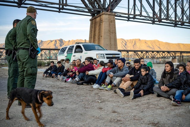 Perro, Cánido, Raza de perro, Perro de caza, Carnívoro, Perro policía, Sabueso de Transilvania, Perro de trabajo,