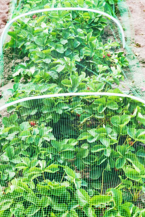 strawberries bed covered with protective mesh from birds, protection of strawberry harvest in the garden