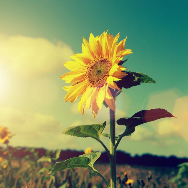 47 Happy Quotes To Brighten Your Day Feel Good Quotes 47 Happy Quotes To Brighten Your Day Feel Good Quotes