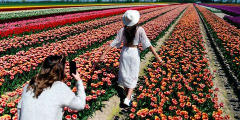 Flower, Plant, Tulip, Farm, Field, Spring, Crop, Cash crop, Lily family, Farmworker, 