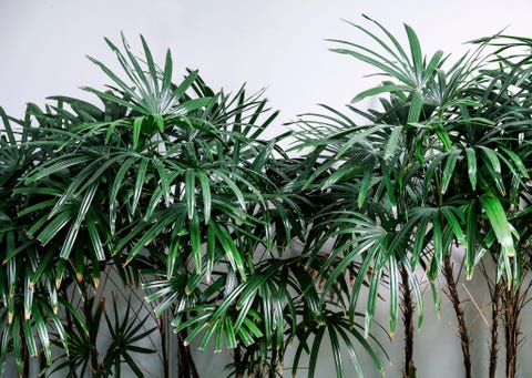 15 Best Bedroom Plants - Plants for Bedroom That Clean Air