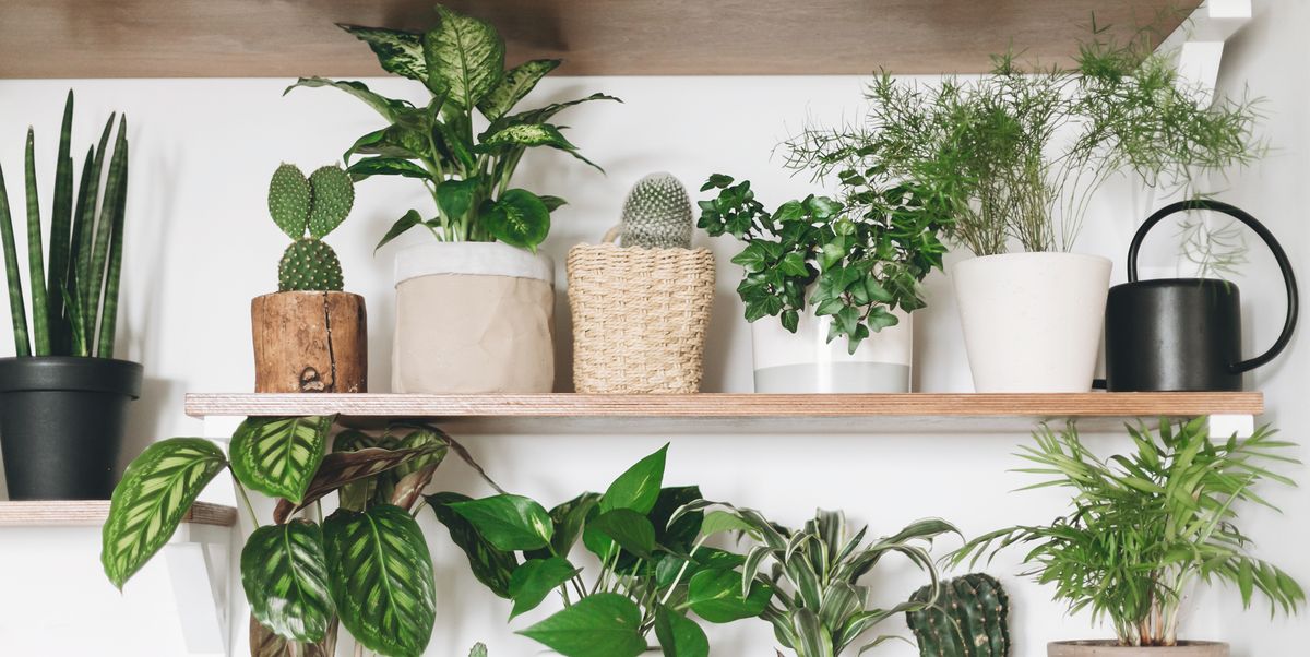 15 Best Indoor Plants - Easy Houseplants to Grow 2021
