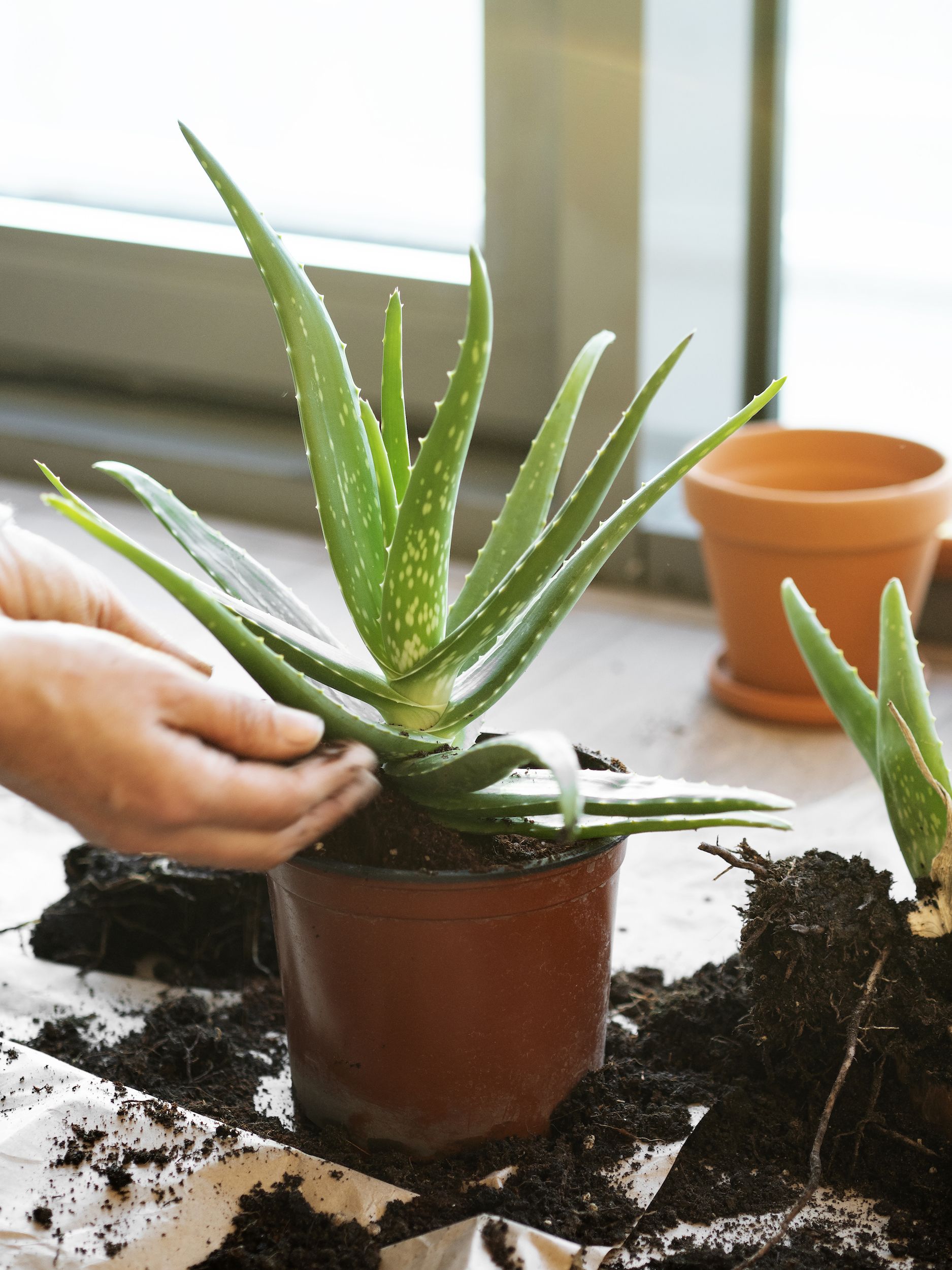 How to Grow Aloe Plants   What Kind of Soil Do Aloe Plants Need