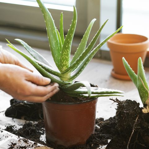 How To Grow Aloe Plants What Kind Of Soil Do Aloe Plants Need