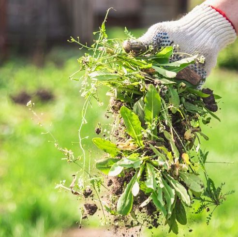 a man in gloves throws out a weed that was uprooted from his garden