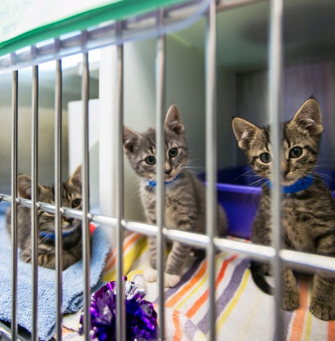 Kittens sitting in cage at animal shelter kittens sitting in cage at animal shelter