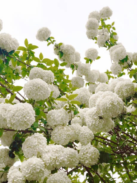 15 Best White Flowers For Your Garden White Flowering Shrubs