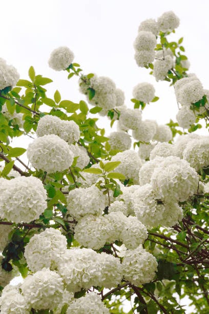 15 Best White Flowers For Your Garden White Flowering Shrubs 15 Best White Flowers For Your Garden White Flowering Shrubs