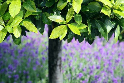 bay leaf for skin bay leaf for skin